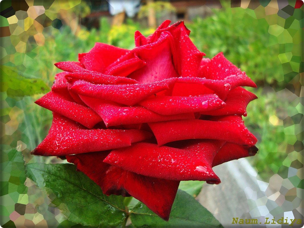 Цвет любви - Лидия (naum.lidiya)