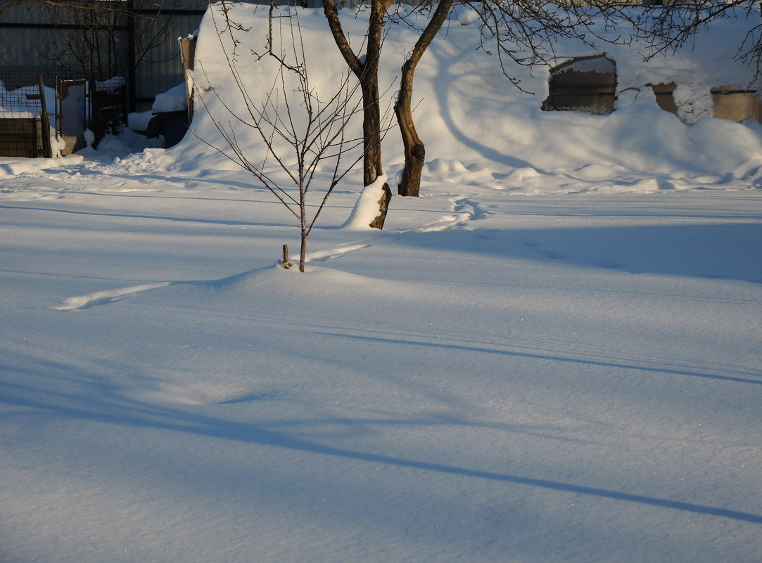 в саду зимой - sv.kaschuk 