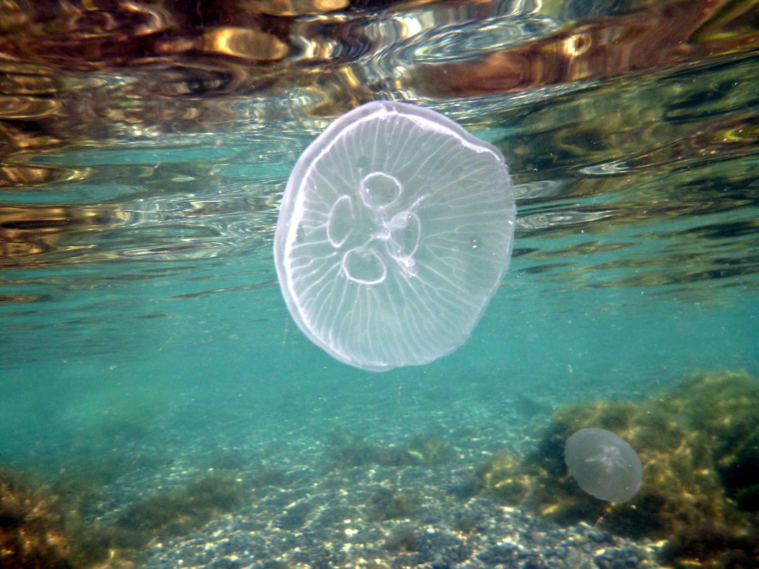 Медузы на Мальте