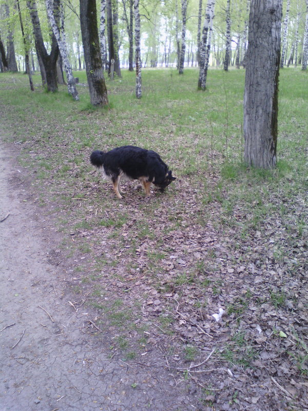 прогулка на природе - владимир 