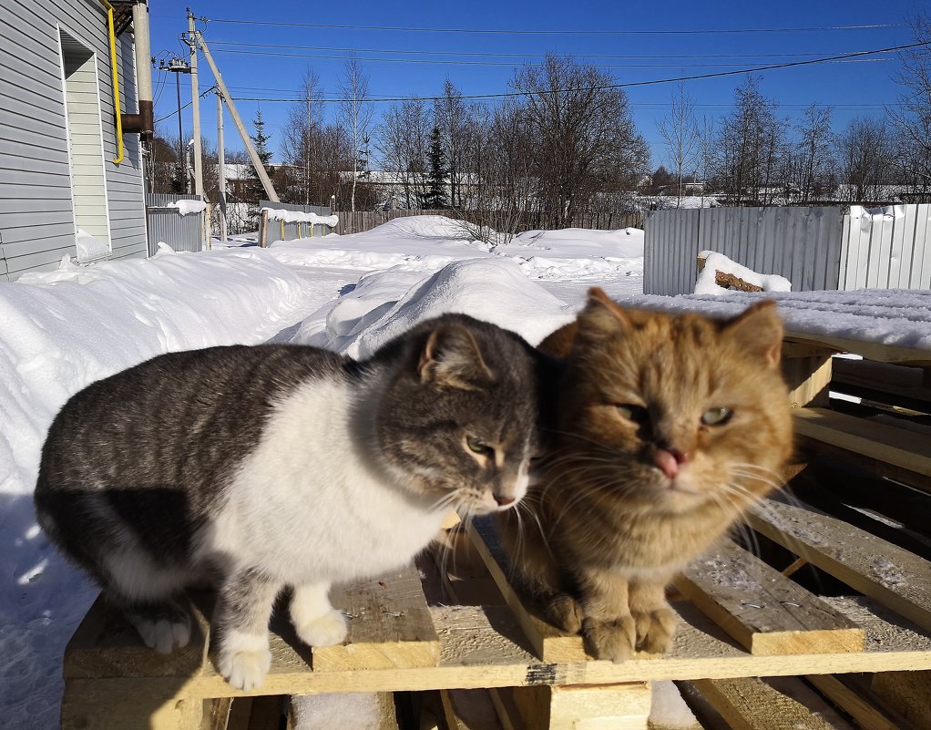 Сегодня праздник у котов!!! - Паша 