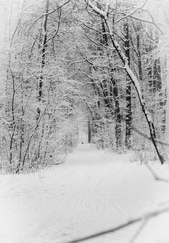 « Зимний лес в объятьях тишины Задремал, укутав ветки снегом….» - Андрей Нибылица