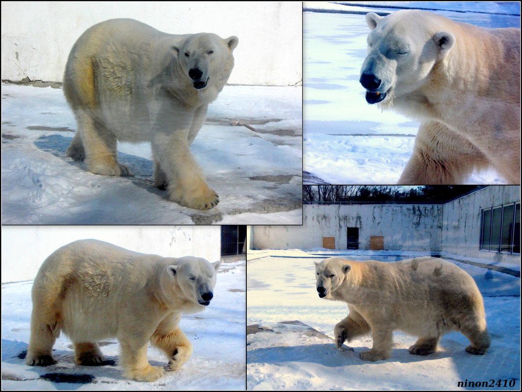 Медведь Якут в ростовском зоопарке (за стеклом) - Нина Бутко