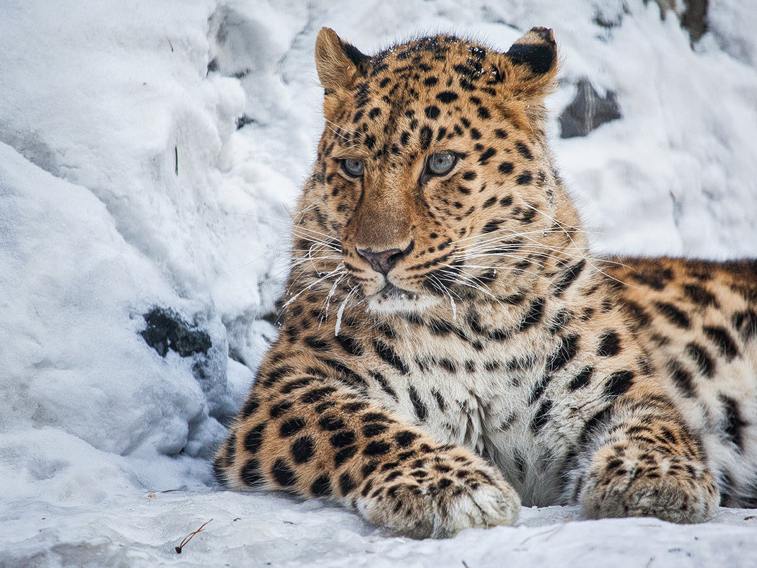 Леопард - Владимир Габов