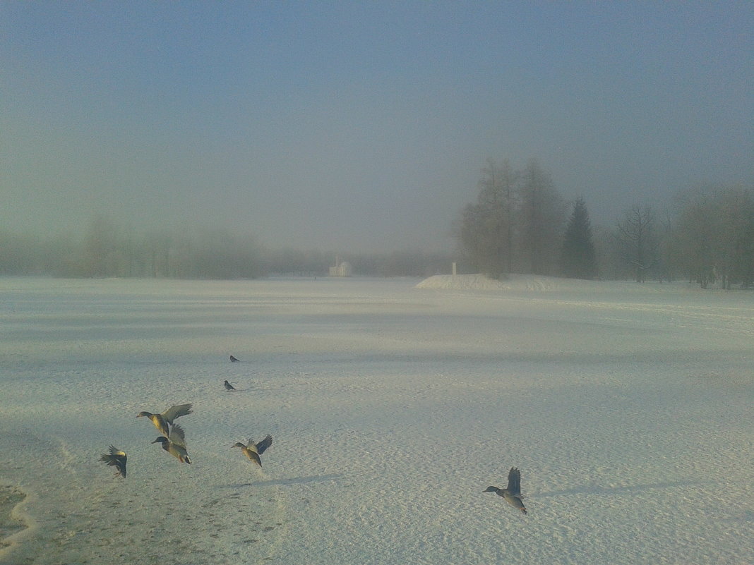 Зимний туман - Сапсан 