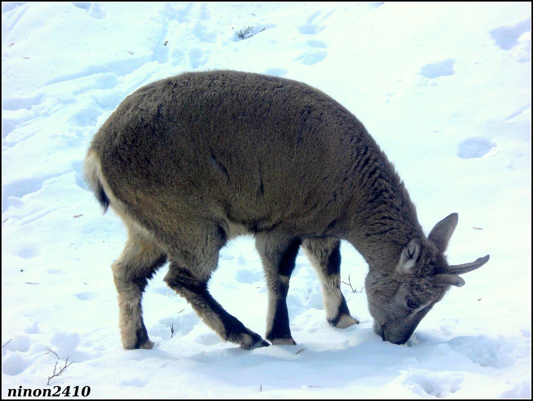 Зимним днём в ростовском зоопарке - Нина Бутко
