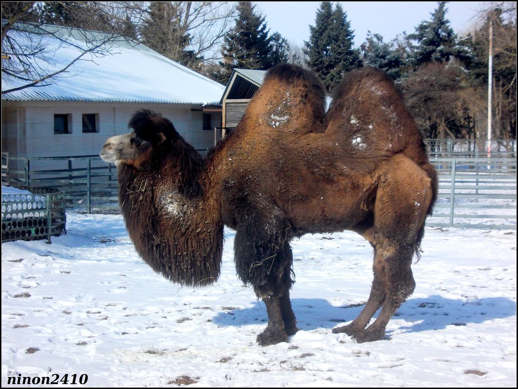 Верблюд в ростовском зоопарке - Нина Бутко