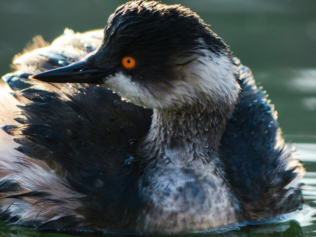 Черношейная поганка (Podiceps nigricollis) - Алексей Руднев