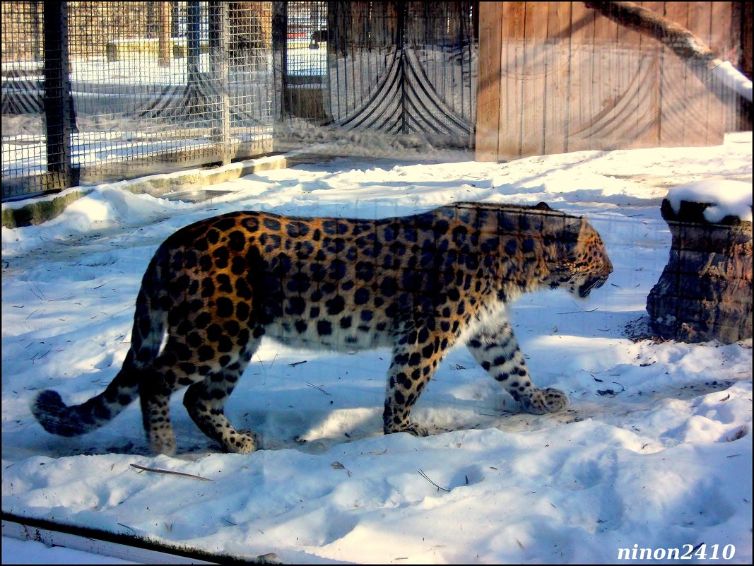 Леопард в ростовском зоопарке... (за стеклом) - Нина Бутко