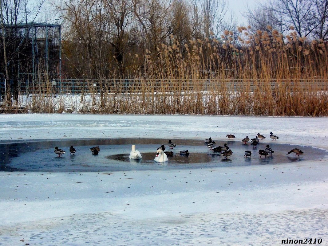Зимним днём в ростовском зоопарке - Нина Бутко