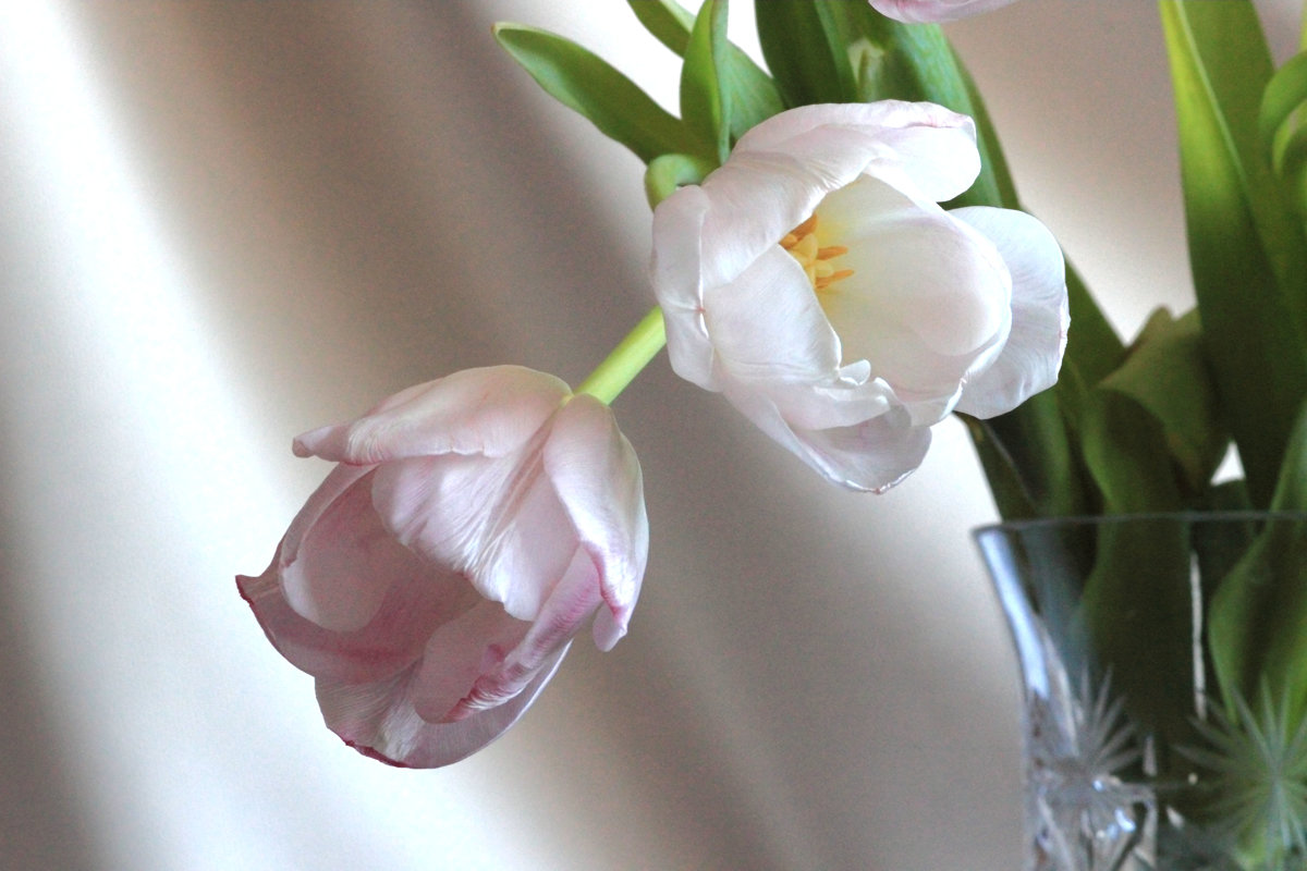 Ах, эти первые тюльпаны! Как я люблю их нежный цвет! Туманно-розовый, обманный, Как ранний, призрачн - Ольга Акимова