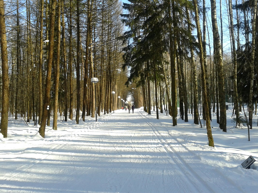 Дорожка  в  лесу - Мила 