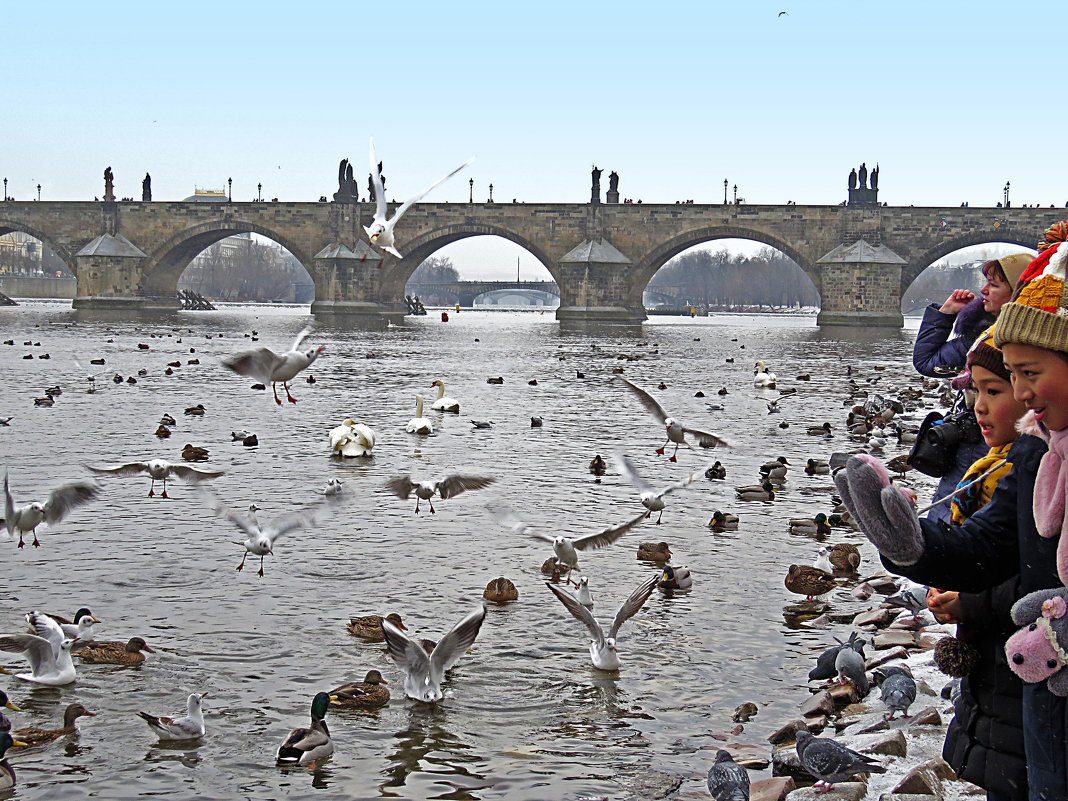 Лебеди у Карлова моста в Праге. - ИРЭН@ .