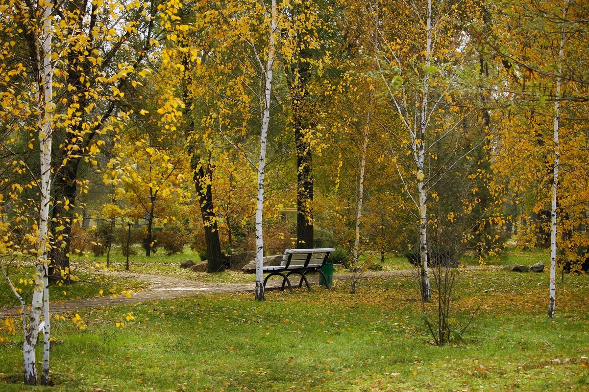 Одинокая скамья в осеннем парке. - barsuk lesnoi