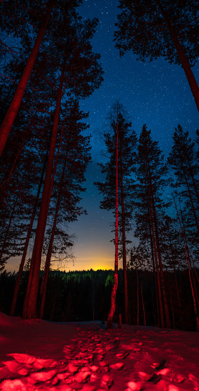 Адский лес - Илья Матвеев