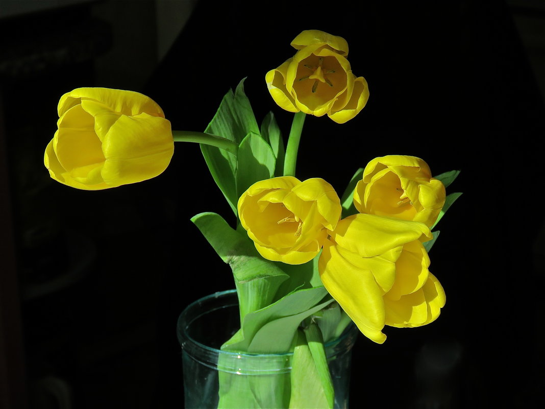 желтые тюльпаны - НАТАЛЬЯ 