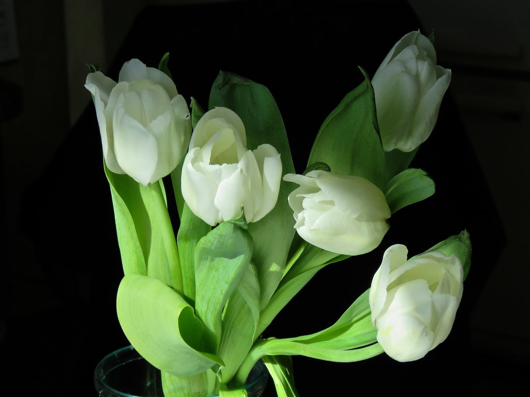 белые тюльпаны - НАТАЛЬЯ 