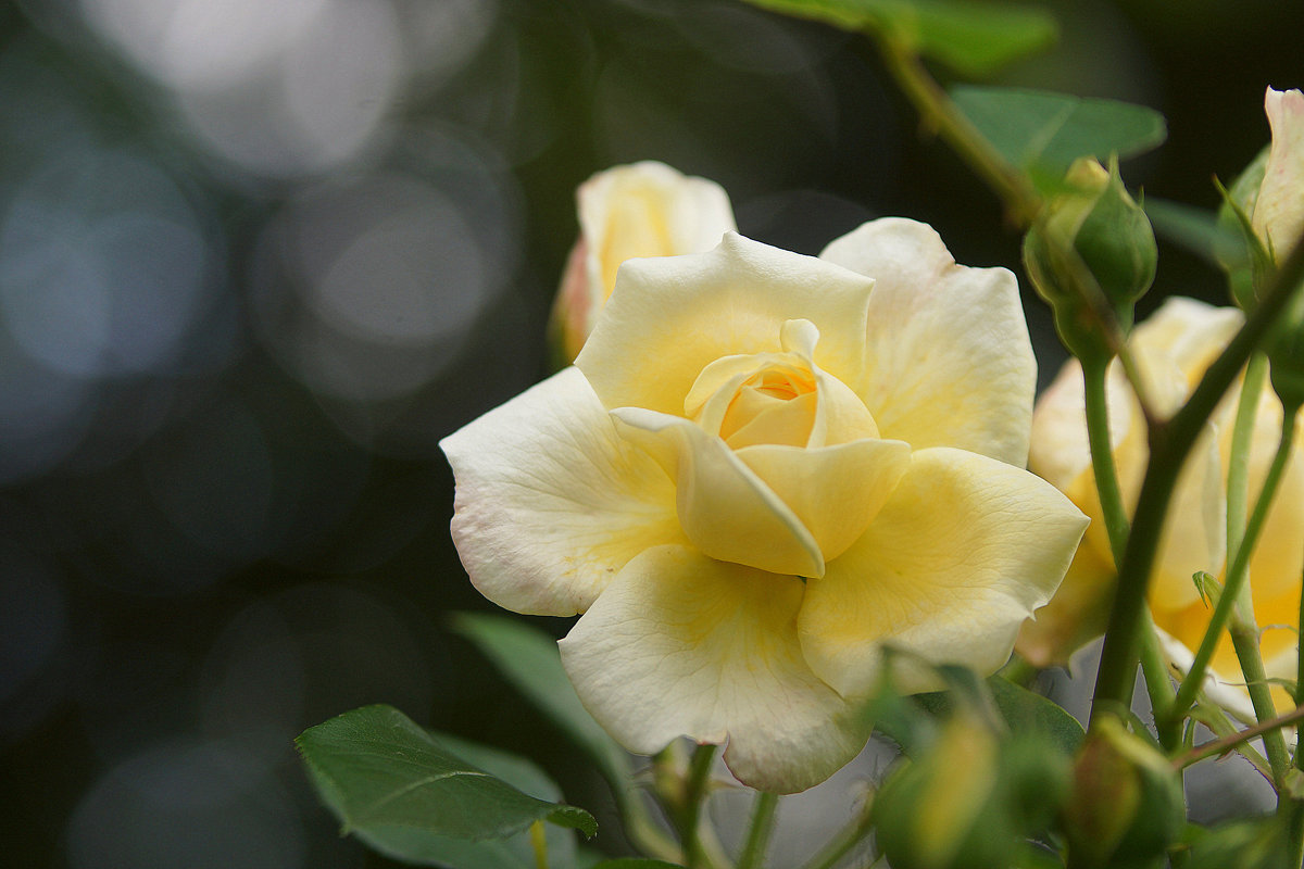 Желтые розы – символ печали - - Derjavin -