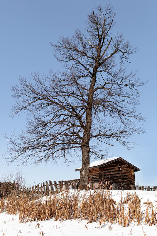 Дерево - Владимир 