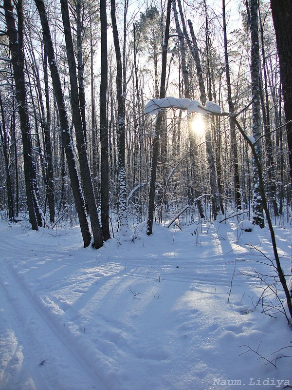 Зимний лес - Лидия (naum.lidiya)