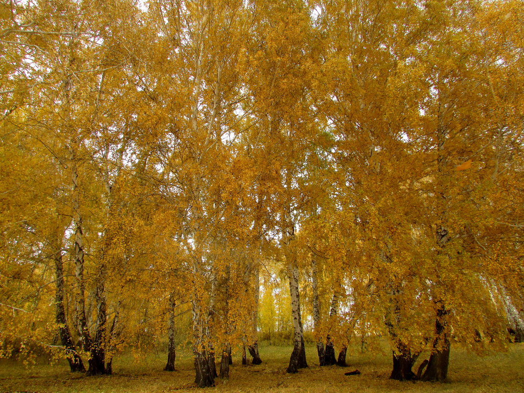 Золотая осень - Светлана 
