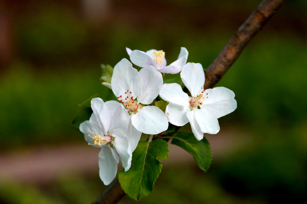 Весны прекрасное цветенье 3 - Алла ZALLA