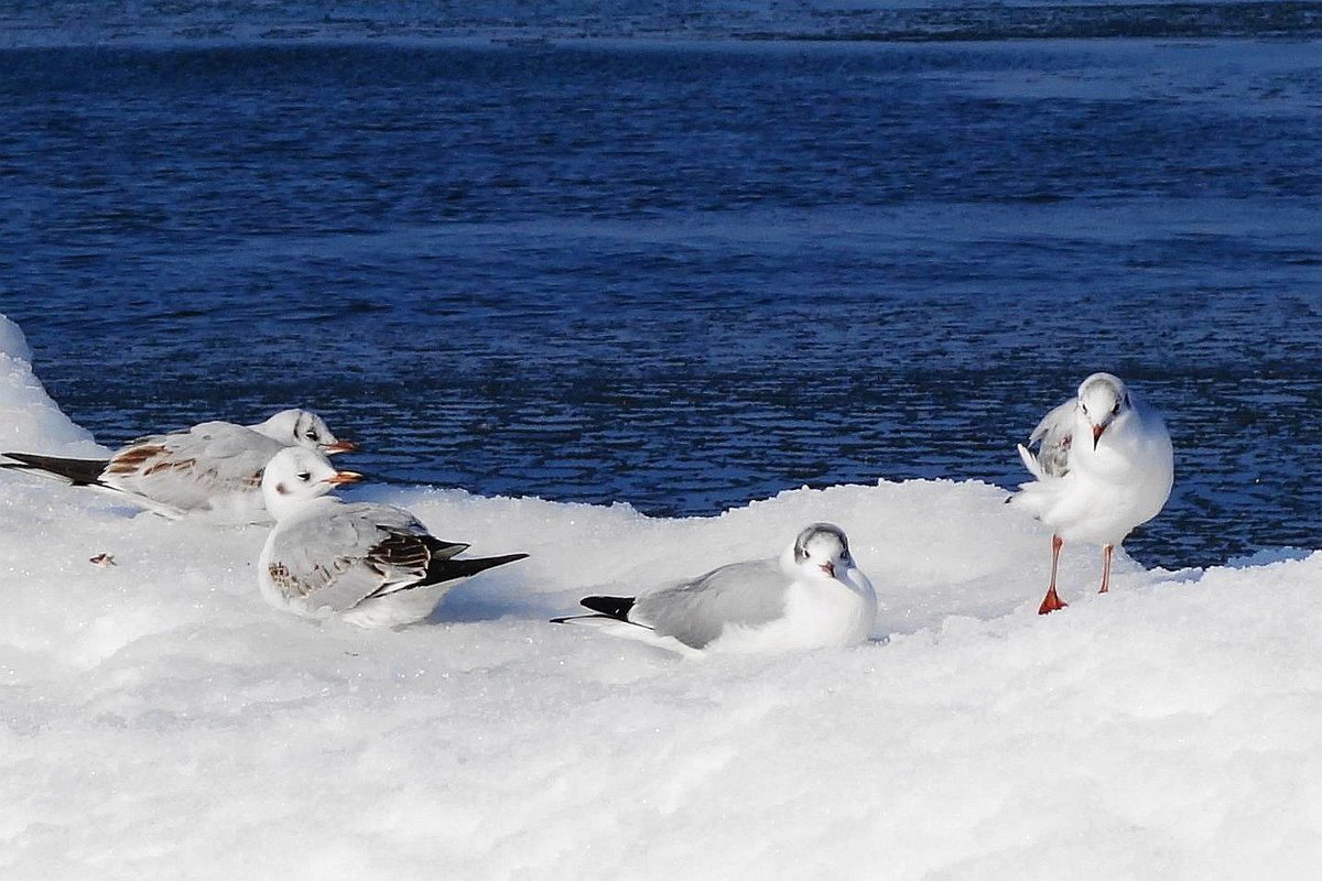 Дремлющие чайки на снегу - Маргарита Батырева