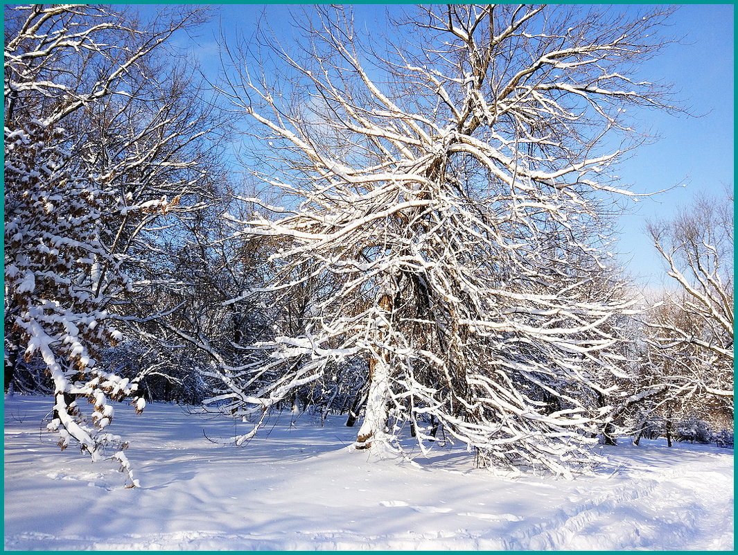 Красота зимнего дня... - Николай Дони