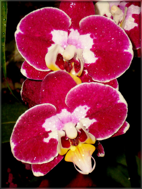 Орхидеи в Аптекарском огороде - Galina Belugina