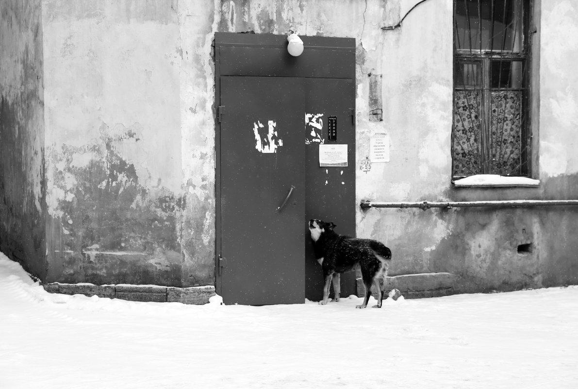 Собака, снег, ситцевая занавеска и угол дома - Татьяна [Sumtime]