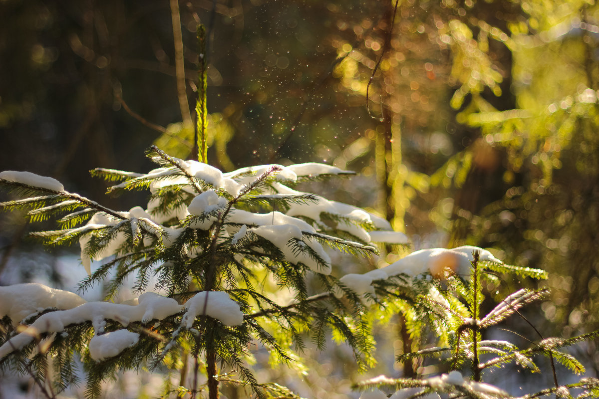 Снег в лесу - ARFoto Astahova