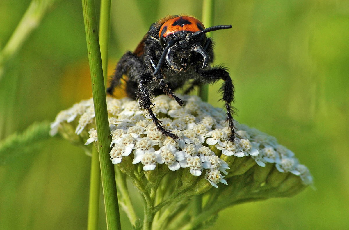 Megascolia maculata - Vit 