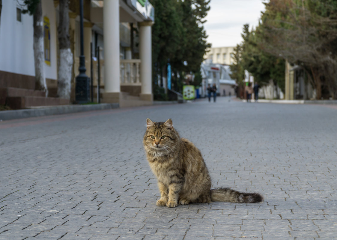 Крымский кот в ожидании сезона 2018. - Павел © Смирнов