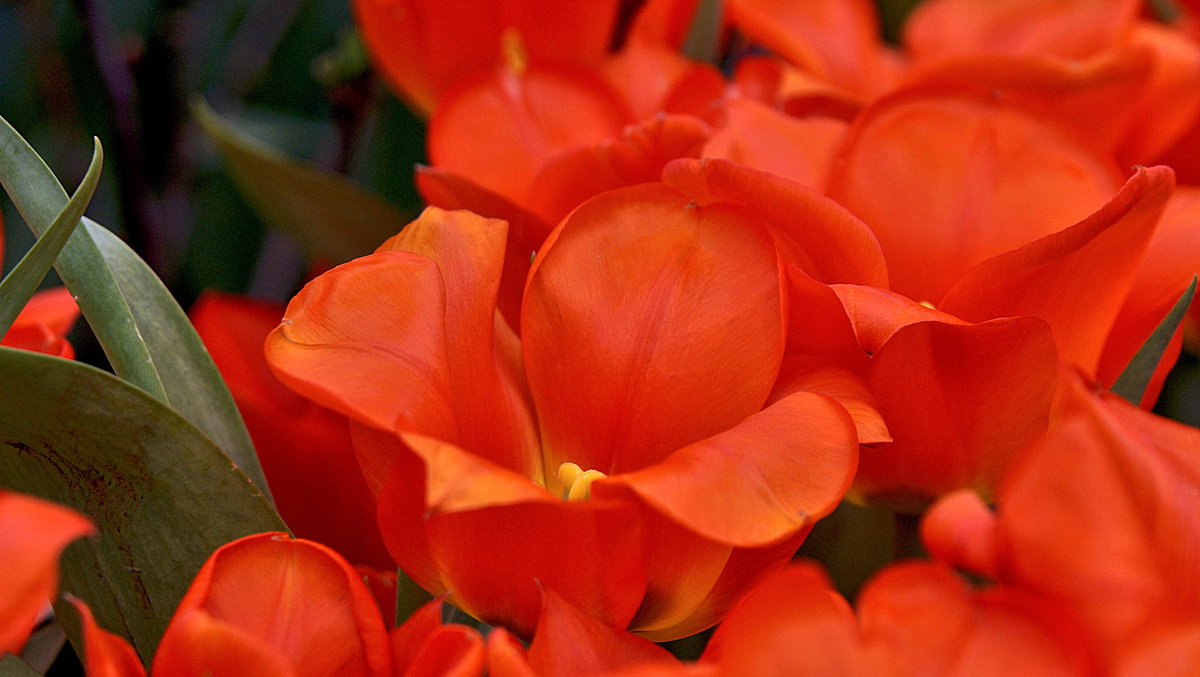 Ах тюльпаны, алые цветы - - Derjavin -