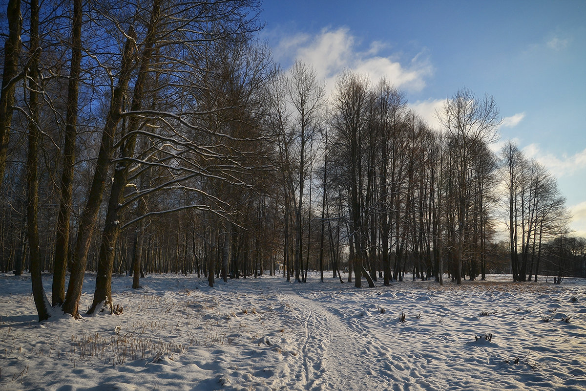 Зимний день а парке - Алексей (GraAl)
