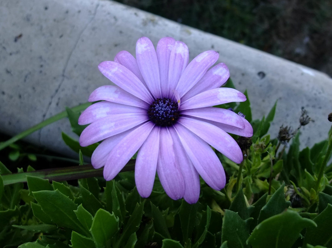 Фиолетовый цветок - Ольга Першина
