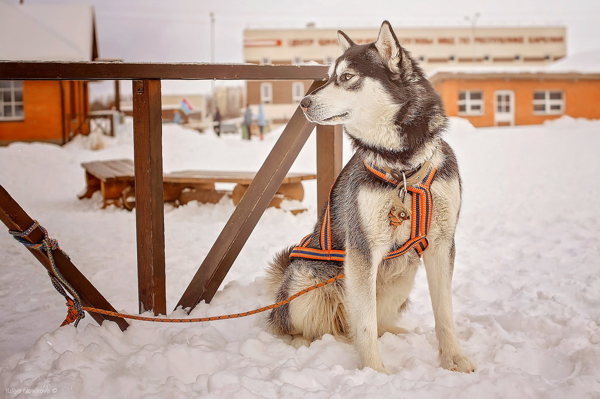 #SkiFestDog - Юлия Новикова