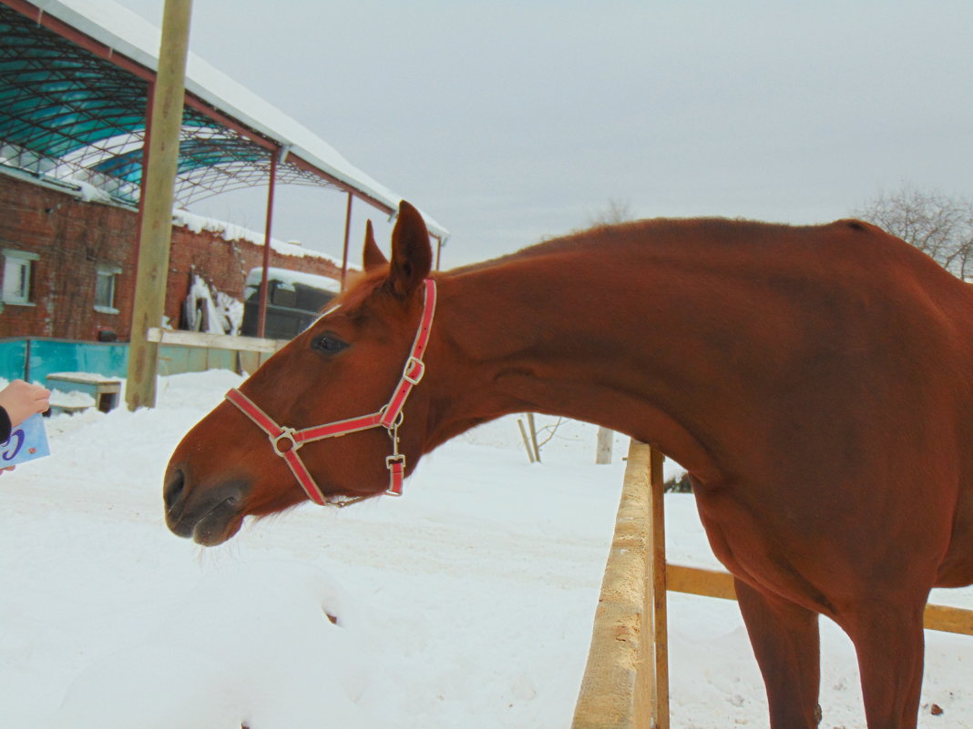 Рыжая лошадь - Юлия Ошуркова