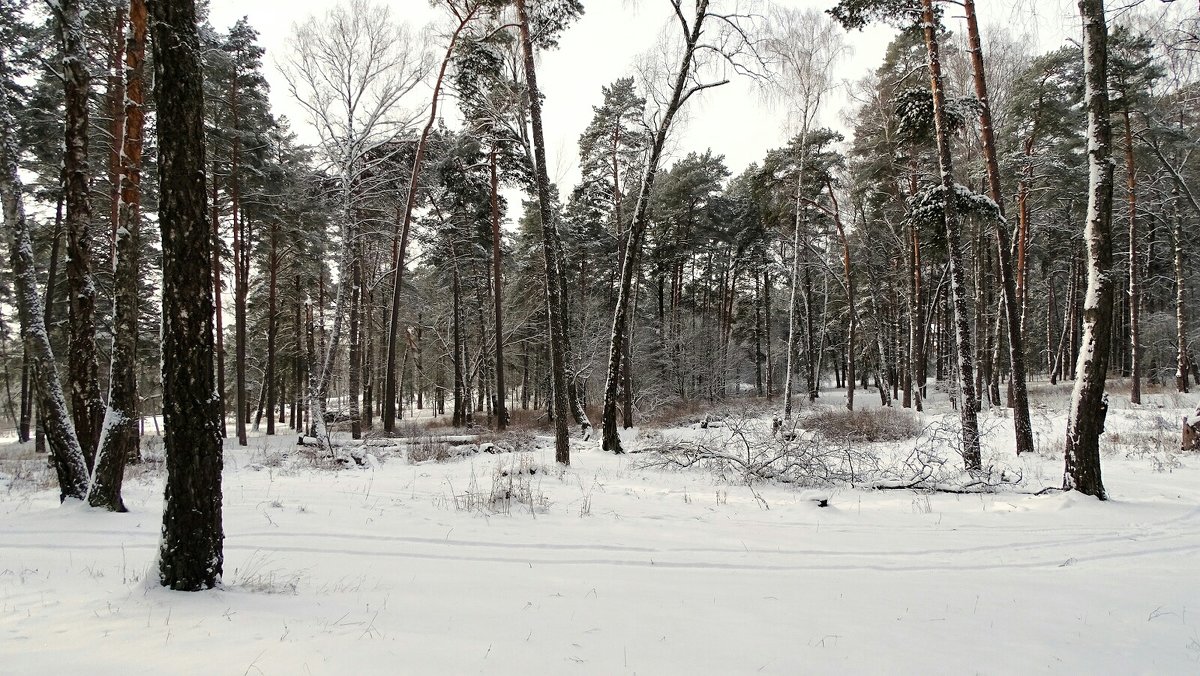 В пригороде Смоленска - Милешкин Владимир Алексеевич 