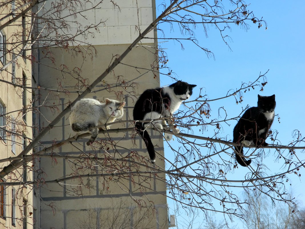 ПЕРВОЕ  МАРТА. НАСТУПИЛА  ВЕСНА. КОТЫ  ПРИЛЕТЕЛИ... - Галина 