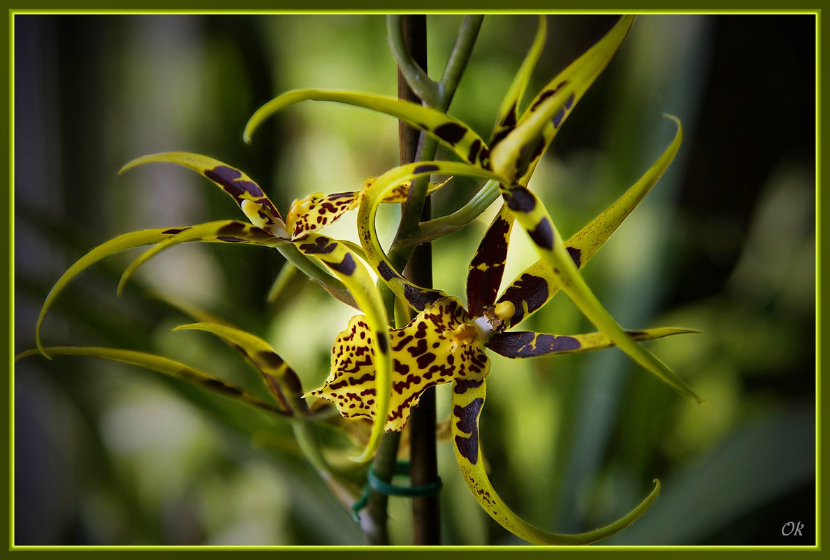Мои любимые орхидеи - Оксана 