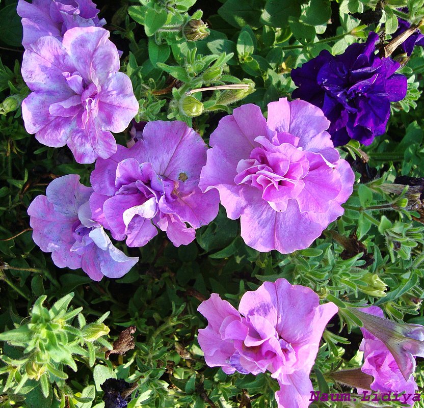 Ярко фиолетовый цвет - Лидия (naum.lidiya)