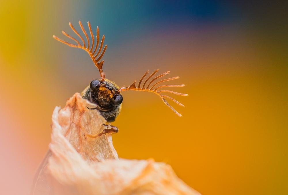 Fan-bearing Wood-borer portrait. - ian 35AWARDS