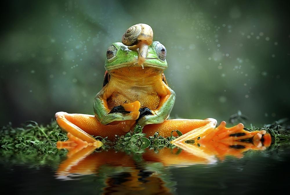 frog - ian 35AWARDS