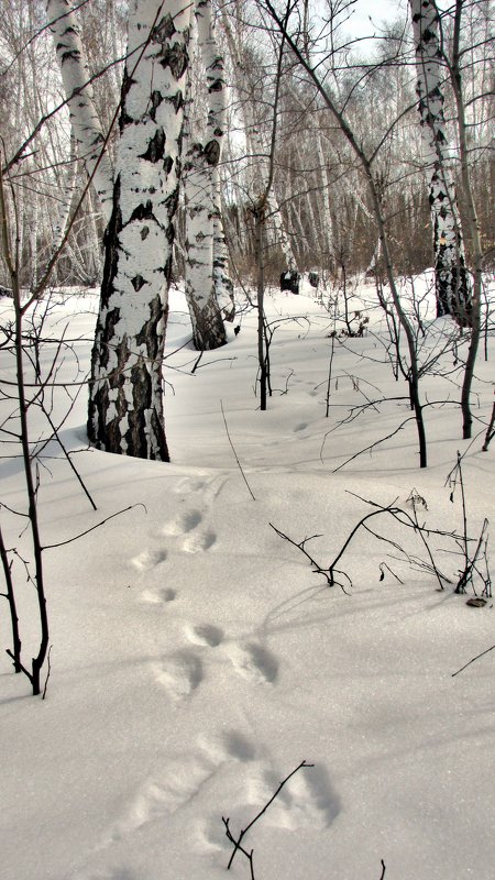 Следы - Владимир 