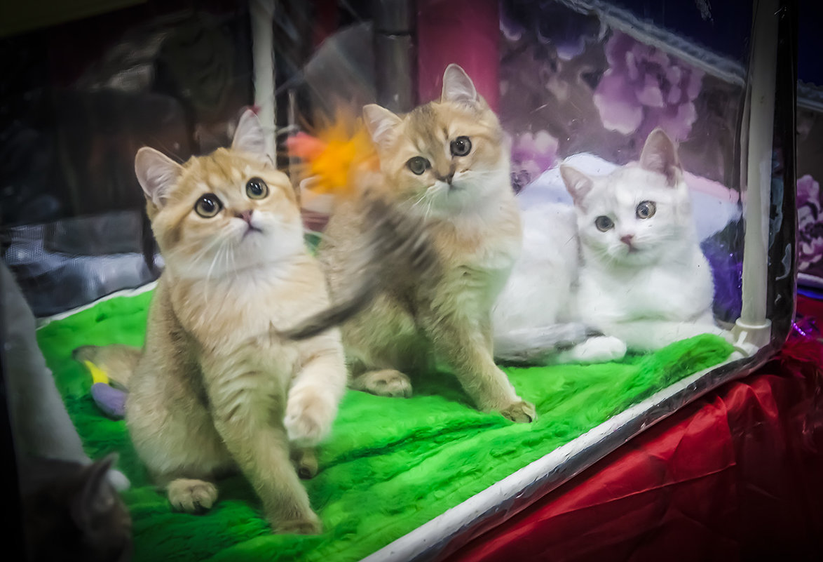 Выставка кошек "Кэт-Салон-Март" в Сокольниках 17.03.2018 - Игорь Герман