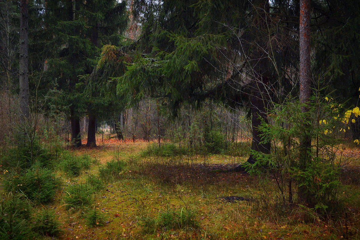 В осеннем лесу - Алексей (GraAl)