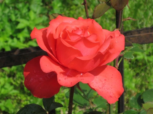 Красная роза - эмблема любви - Дмитрий Никитин