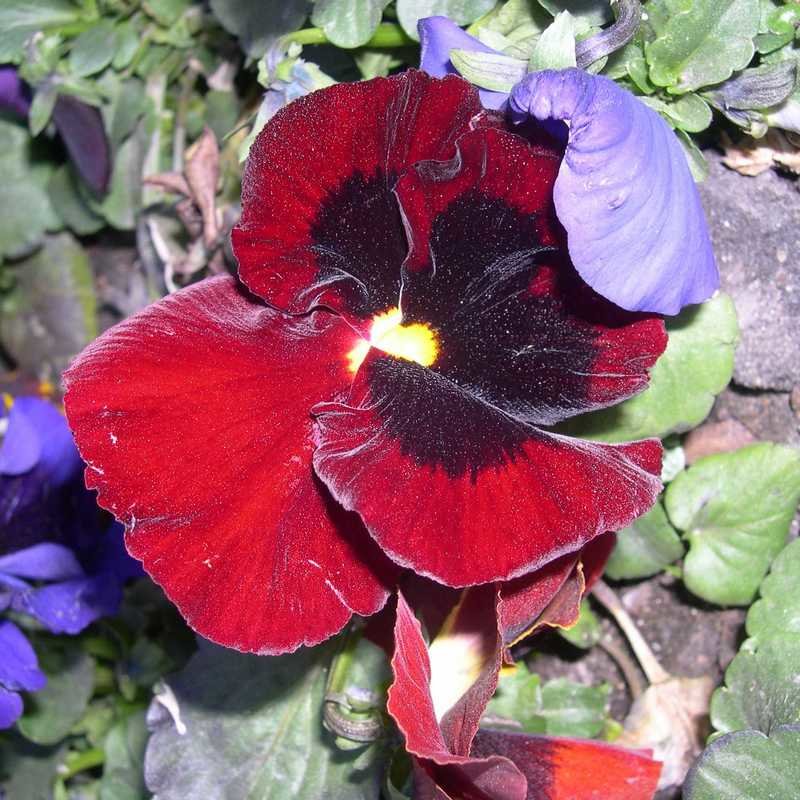Viola tricolor 11 - Андрей Lactarius