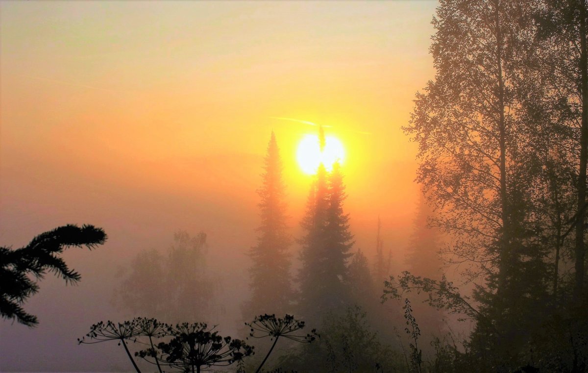 Солнце будит сонный лес - Сергей Чиняев 